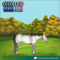 Horse Color:Gray Bay Onyx Tobiano 