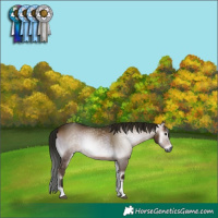 Horse Color:Gray Bay Onyx Tobiano 