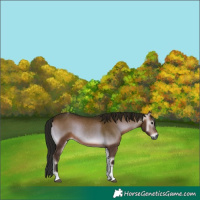 Horse Color:Gray Bay Onyx Tobiano 