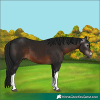 Horse Color:Gray White Spotted Brown