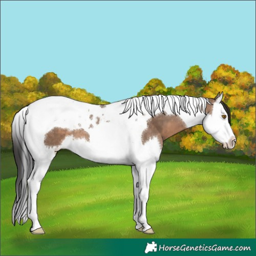 Horse Color:Brown Dun Splash Tobiano 