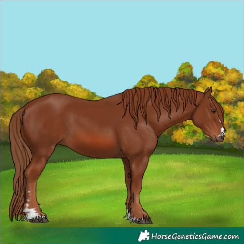 Horse Color:Chestnut 