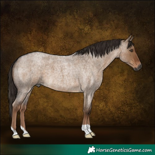 Horse Color:Gray Liver Red Dun Roan