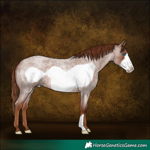 Horse Color:Red Roan Frame 