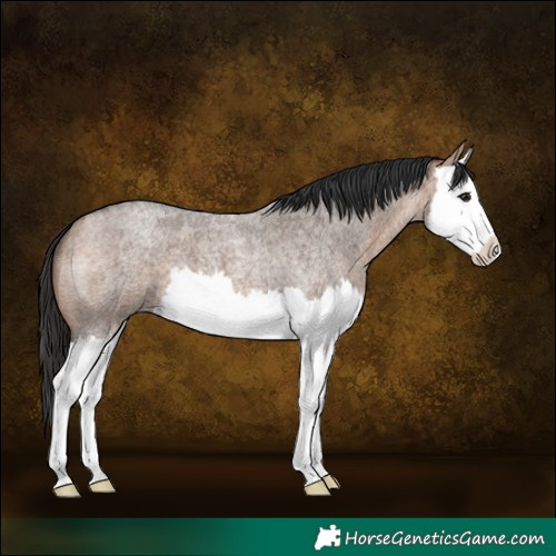 Horse Color:Bay Roan Dun Splash 