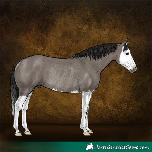 Horse Color:Gray Grullo Splash Rabicano