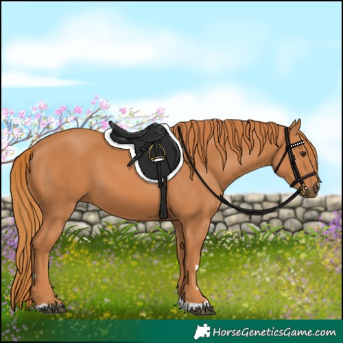 Horse Color:Chestnut 