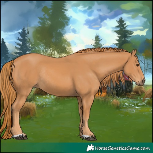 Horse Color:Chestnut Rabicano 