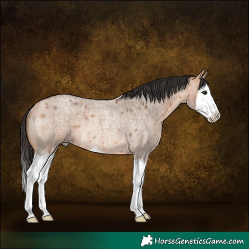 Horse Color:Bay Roan Dun Splash Rabicano