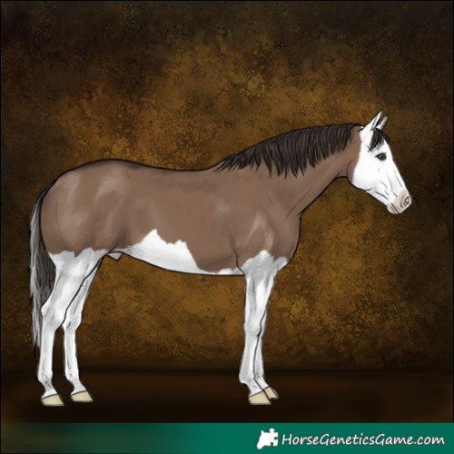 Horse Color:Liver Red Dun Splash