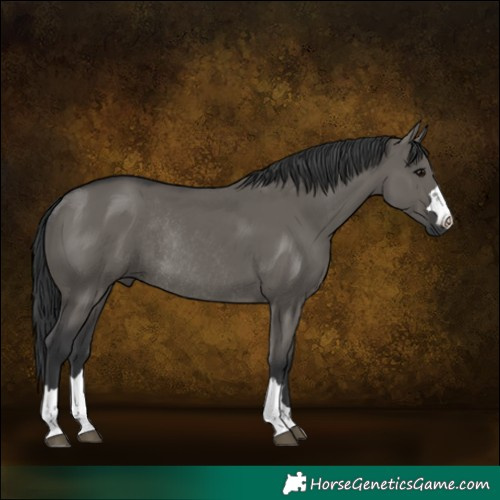 Horse Color:Grullo Rabicano 