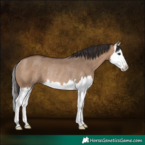 Horse Color:Brown Dun Splash Rabicano