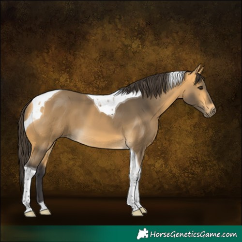 Horse Color:Buckskin Tobiano