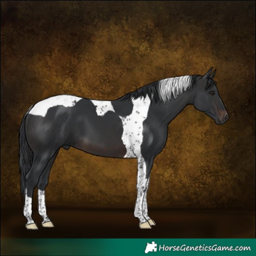 Horse Color:Brown Tobiano 