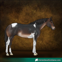 Horse Color:Brown Tobiano