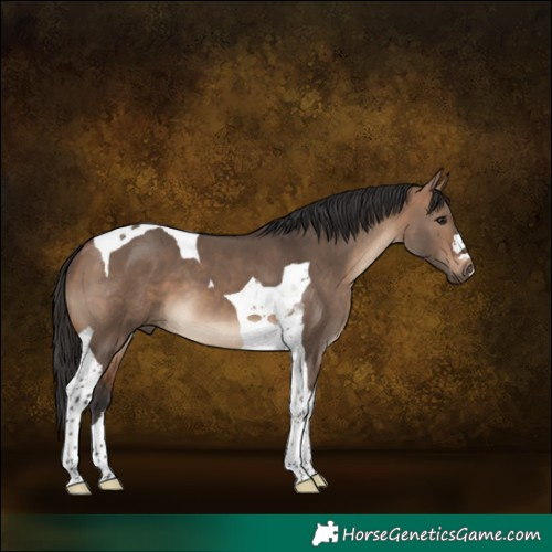 Horse Color:Bay Dun Tobiano 