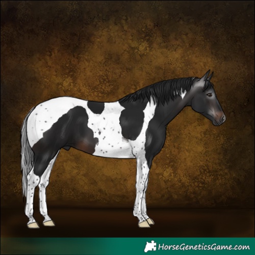Horse Color:Gray Brown Tobiano 