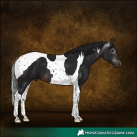 Horse Color:Gray Brown Tobiano