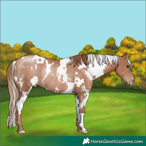 Horse Color:White Spotted Black Pearl Rabicano 