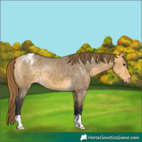 Horse Color:Buckskin Dun Varnish 