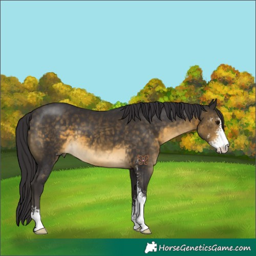 Horse Color:Buckskin Sabino 