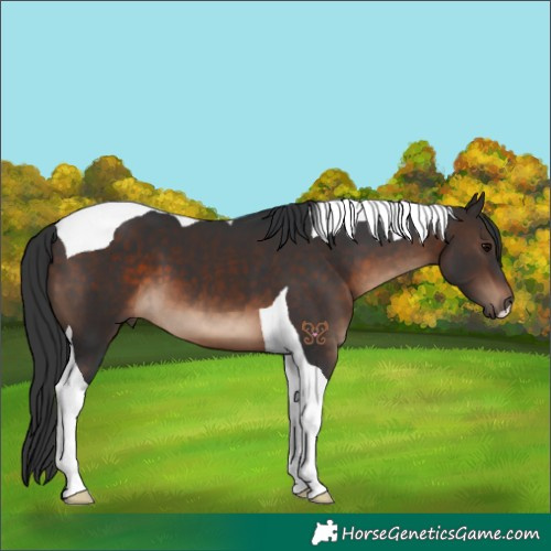 Horse Color:Brown Tobiano 