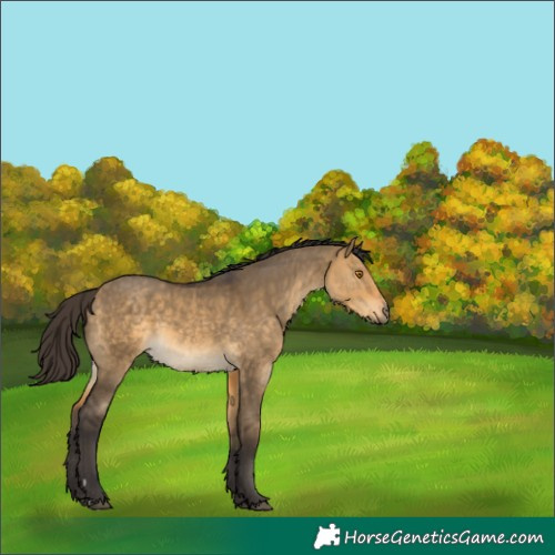 Horse Color:Buckskin Dun 