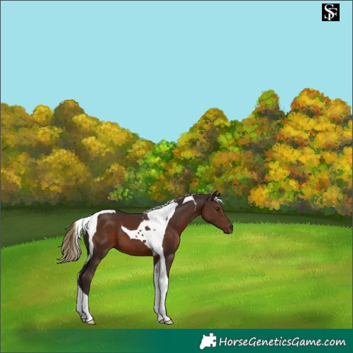 Horse Color:Liver Chestnut Tobiano 