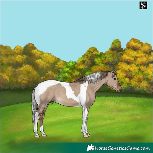 Horse Color:Liver Red Dun Tobiano 