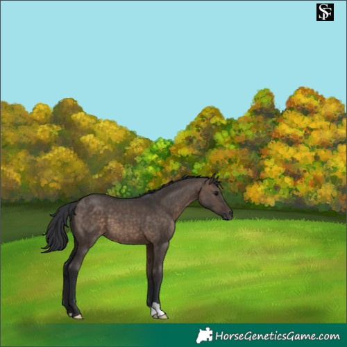 Horse Color:Brown Dun 