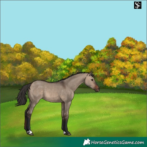 Horse Color:Bay Dun 