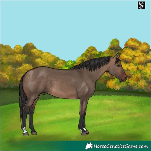 Horse Color:Bay Dun 