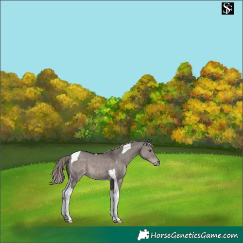 Horse Color:Platinum Liver Red Dun Tobiano 