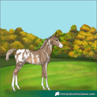 Horse Color:Chocolate Palomino Sabino Appaloosa