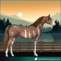 Horse Color:Chestnut Sabino Appaloosa 