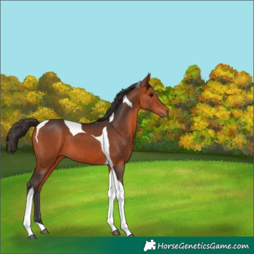 Horse Color:Bay Tobiano 