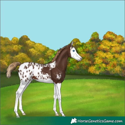 Horse Color:Gray Chestnut Splash Appaloosa 