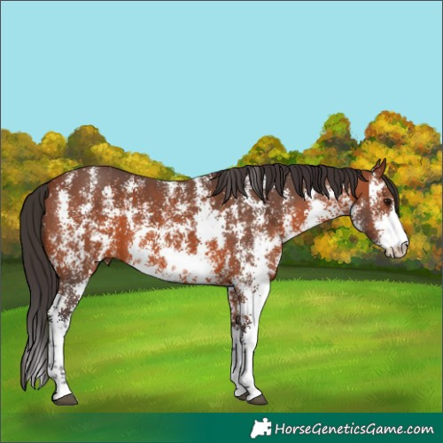 Horse Color:Bay Sabino 