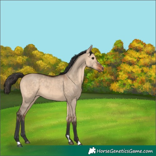 Horse Color:Bay Dun 