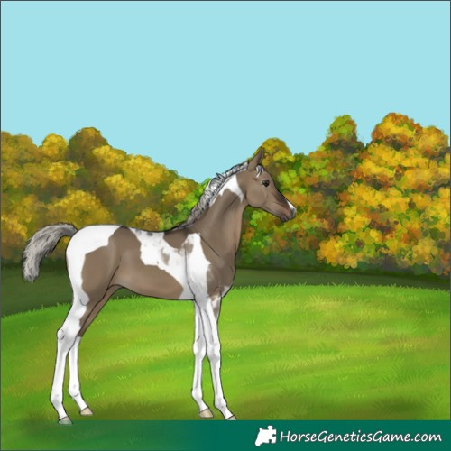 Horse Color:Gray Silver Brown Dun Tobiano 