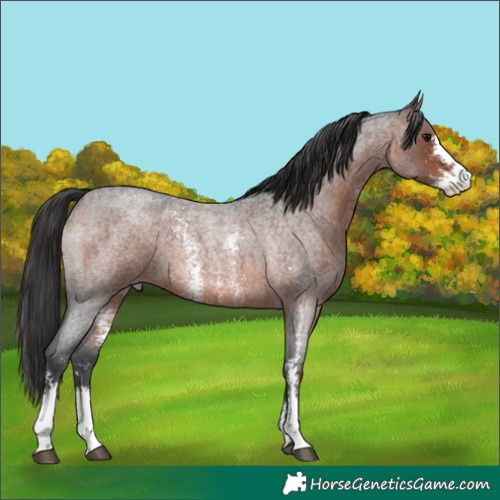 Horse Color:Brown Roan Sabino 