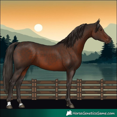 Horse Color:Liver Chestnut