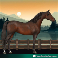 Horse Color:Liver Chestnut 