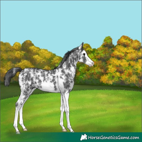 Horse Color:Black Sabino Splash Appaloosa 