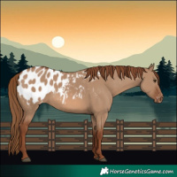 Horse Color:Red Dun Appaloosa 