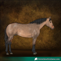 Horse Color:Bay Dun