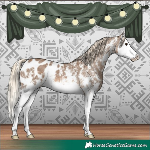 Horse Color:Chocolate Palomino Sabino Splash Appaloosa 