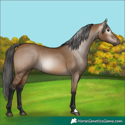 Horse Color:Gray Bay Dun 