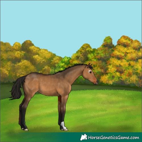 Horse Color:Gray Bay Dun 