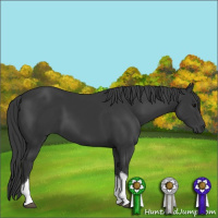 Horse Color:Black Tobiano 